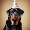 Dog wearing a Party Hat Royalty Free Image